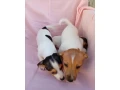 jack-russell-small-2