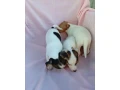jack-russell-small-4