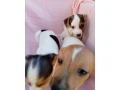 jack-russell-small-3