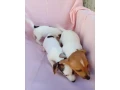 jack-russell-small-1
