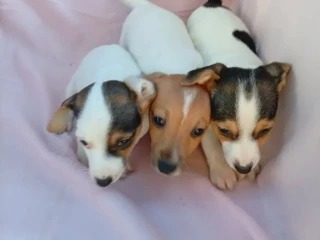 jack-russell