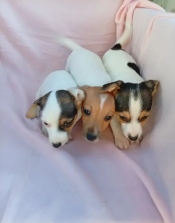 jack-russell-big-0