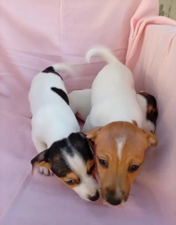 jack-russell-big-2
