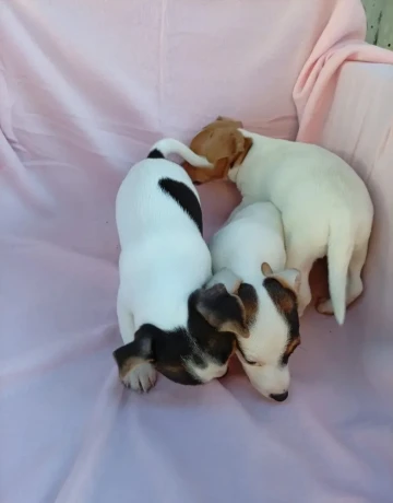 jack-russell-big-4