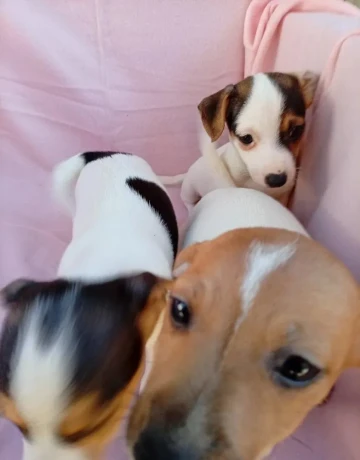 jack-russell-big-3