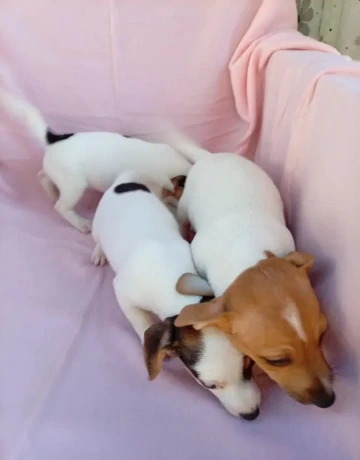 jack-russell-big-1