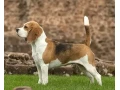 bigl-bigel-beagl-small-0