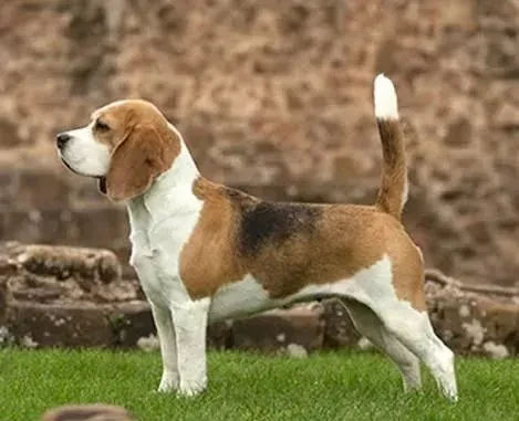 bigl-bigel-beagl-big-0