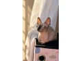 sphynx-small-2