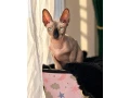 sphynx-small-0