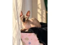 sphynx-small-3