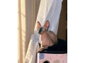 sphynx-small-1