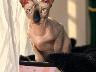 sphynx