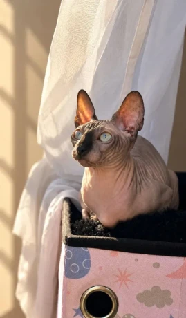 sphynx-big-2