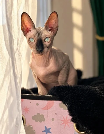 sphynx-big-0