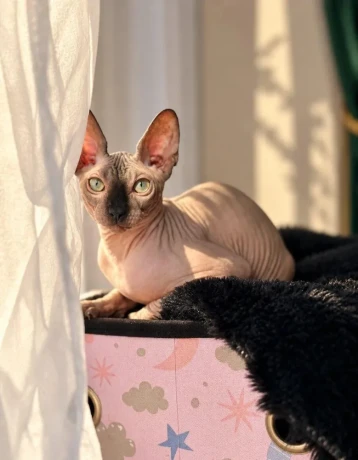 sphynx-big-3