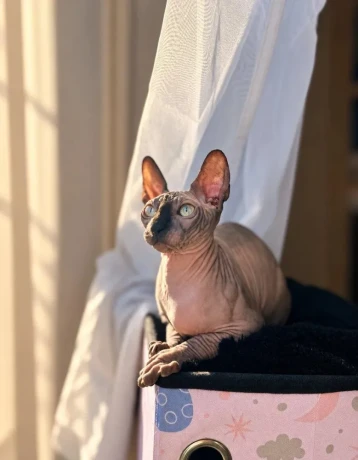 sphynx-big-1