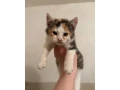 maciatka-na-darovanie-small-1
