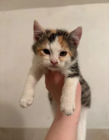 maciatka-na-darovanie-big-1