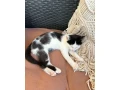 darujeme-kocurika-small-3
