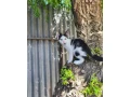 darujeme-kocurika-small-0