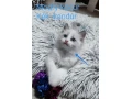 ragdoll-maciatka-small-0