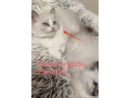 ragdoll-maciatka-small-1
