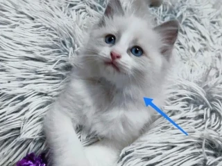 ragdoll-maciatka