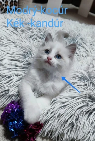 ragdoll-maciatka-big-0