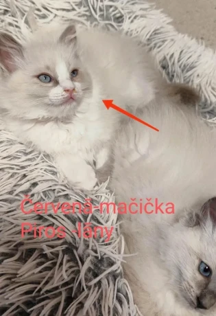 ragdoll-maciatka-big-1