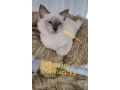 ragdoll-macicky-bez-pp-small-0
