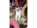 ragdoll-macicky-bez-pp-small-1