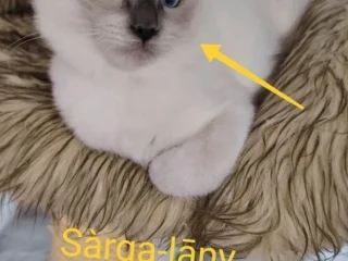 ragdoll-macicky-bez-pp