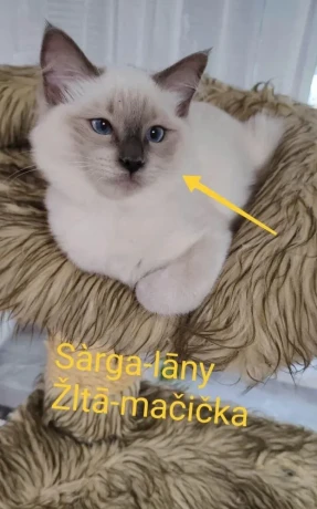 ragdoll-macicky-bez-pp-big-0