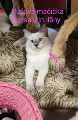 ragdoll-macicky-bez-pp-big-1