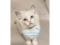 ragdoll-maciatka-bez-pp-small-2