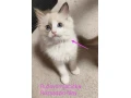 ragdoll-maciatka-bez-pp-small-0