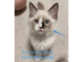 ragdoll-maciatka-bez-pp-small-1