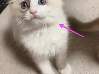 ragdoll-maciatka-bez-pp