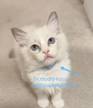 ragdoll-maciatka-bez-pp-big-2