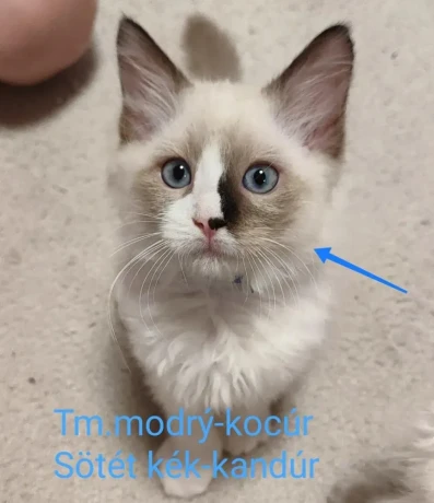 ragdoll-maciatka-bez-pp-big-1