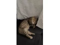 maciatko-small-4