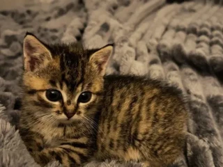 maciatko