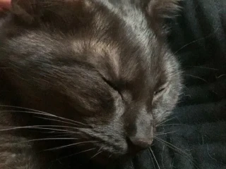 lia