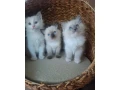 ragdol-maciatka-bez-pp-small-3