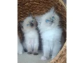 ragdol-maciatka-bez-pp-small-4