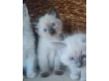 ragdol-maciatka-bez-pp-small-2