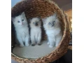ragdol-maciatka-bez-pp-small-1