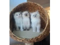 ragdol-maciatka-bez-pp-small-0