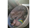 sphynx-small-1